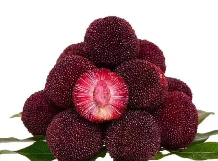 杨梅酒渣压榨脱水机视频