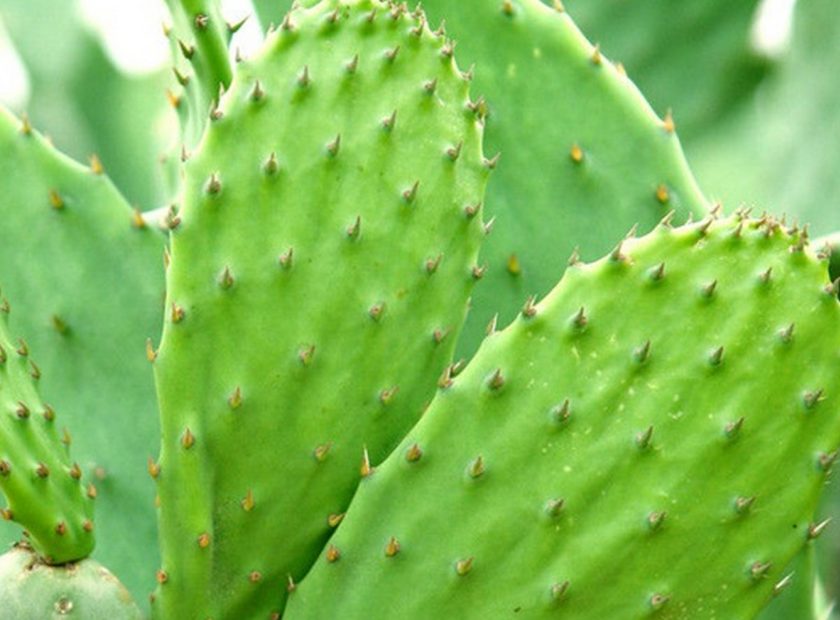 仙人掌压榨脱水处理视频