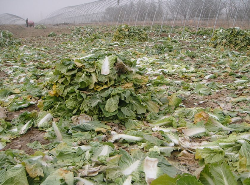 尾菜脱水处理机器视频