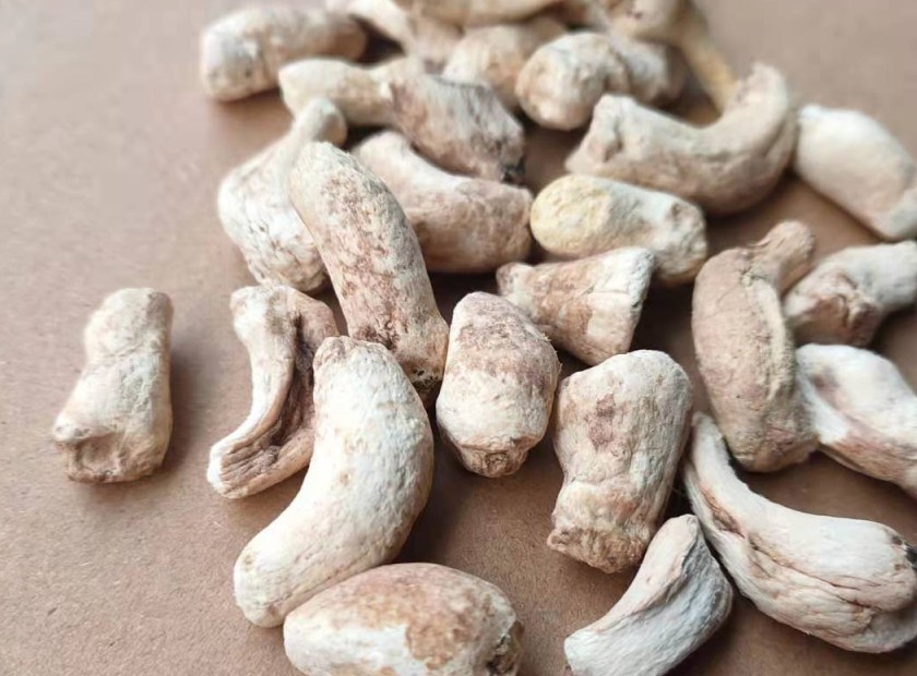 蘑菇根压榨脱水处理视频