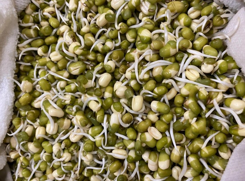 绿豆芽壳脱水处理视频