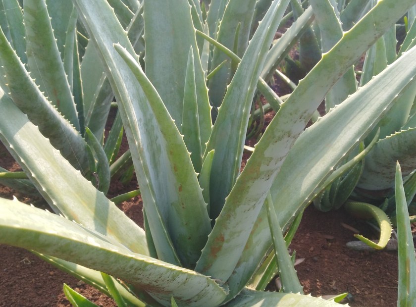 芦荟脱水处理视频