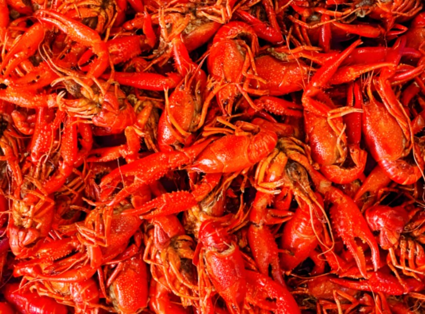 龙虾壳压榨脱水处理视频